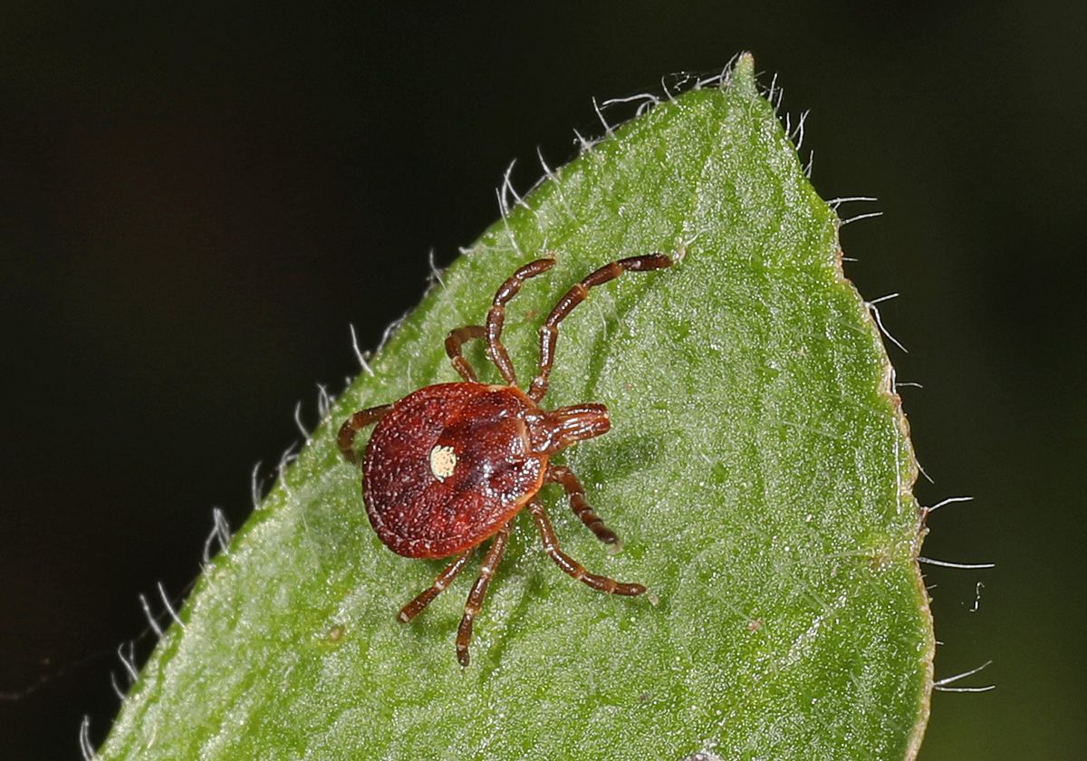 Executive Council approves $60,000 to track ticks